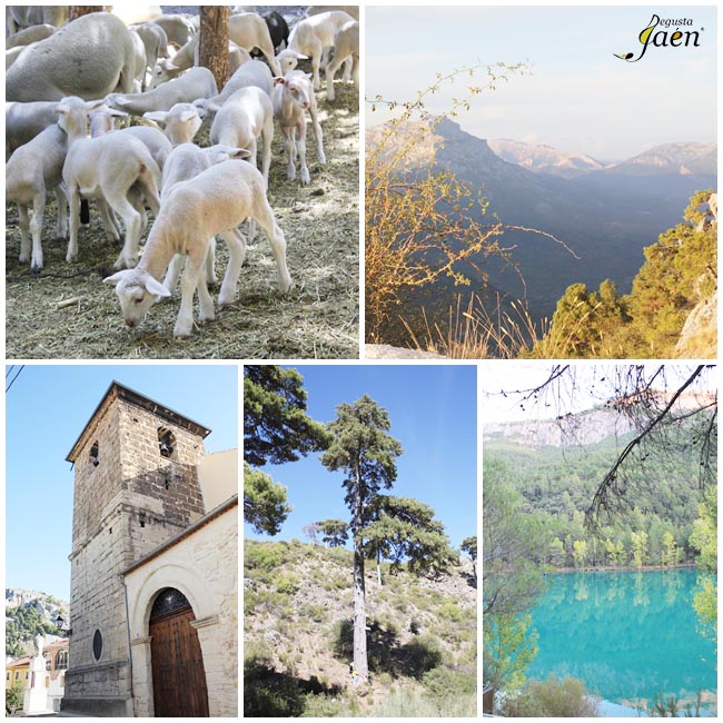 Cordero segureño Santiago Pontones