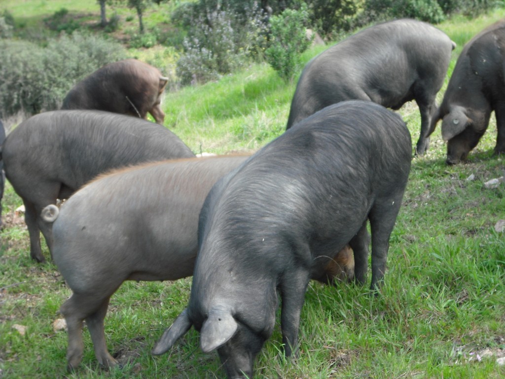 Quiche de morcilla Coloryn Degusta Jaén (2)