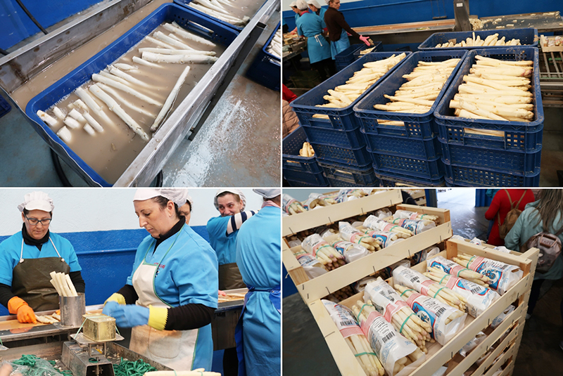 Degusta Jaen Congana 1