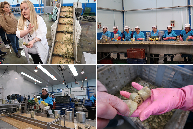 Degusta Jaen Congana 2