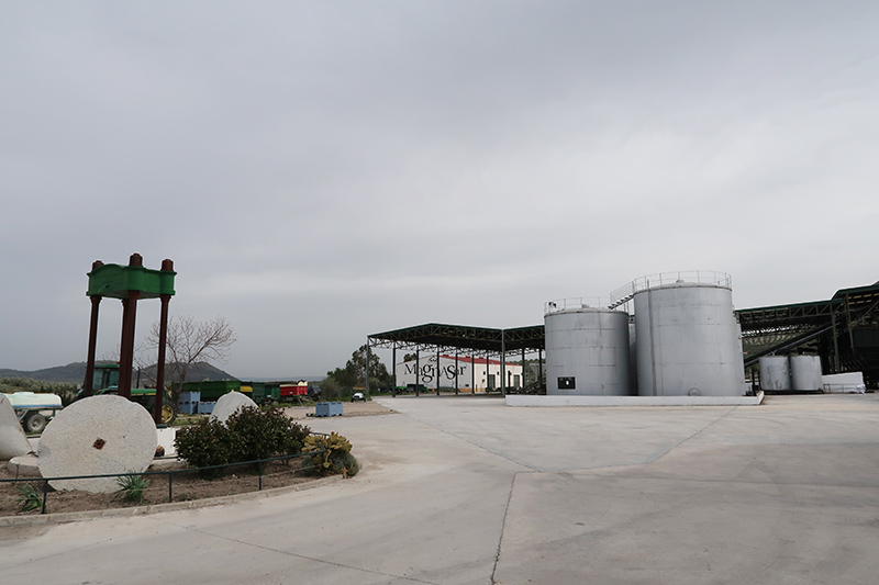 Magnasur Aceites Degusta Jaen