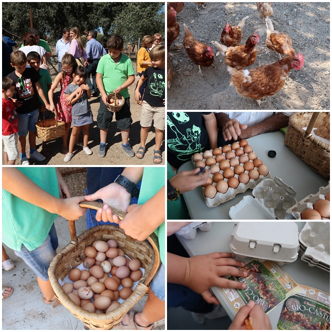 Huevos Bio Castulo 2