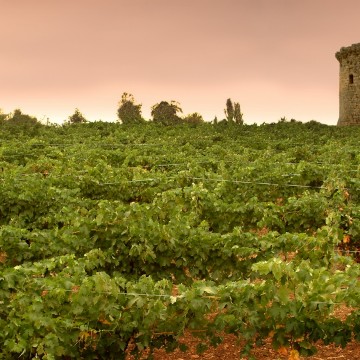 Imagen de Viñedos y Bodega Marcelino Serrano. Ver empresa