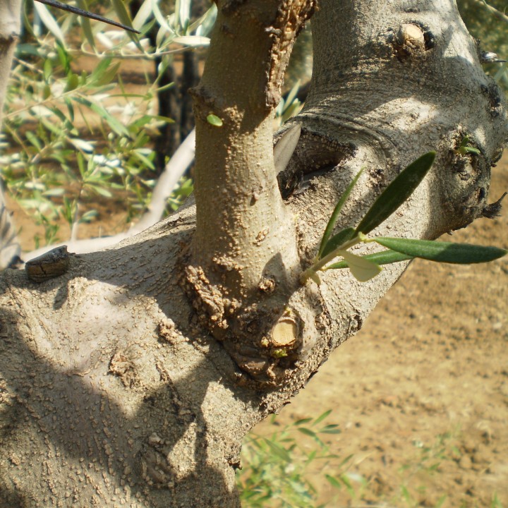 Injerto de variedades