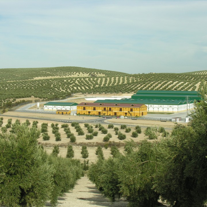 La Betica Aceitera Degusta Jaen (2)