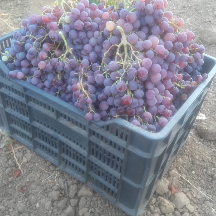 Uvas Baién