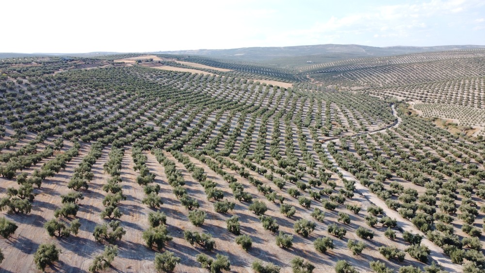 Imagen de la empresa Exportadora Andaluza de Aceites, Aceitex