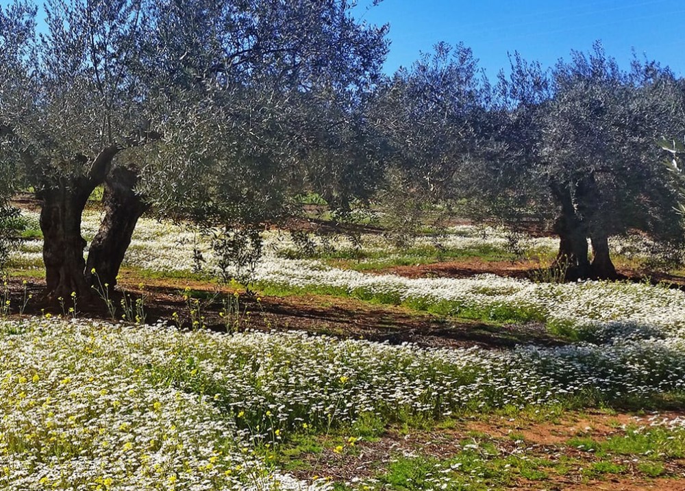 Imagen f54b34731e48a78e06082b4589bfed0d.jpg subida desde el panel de DegustaJaén