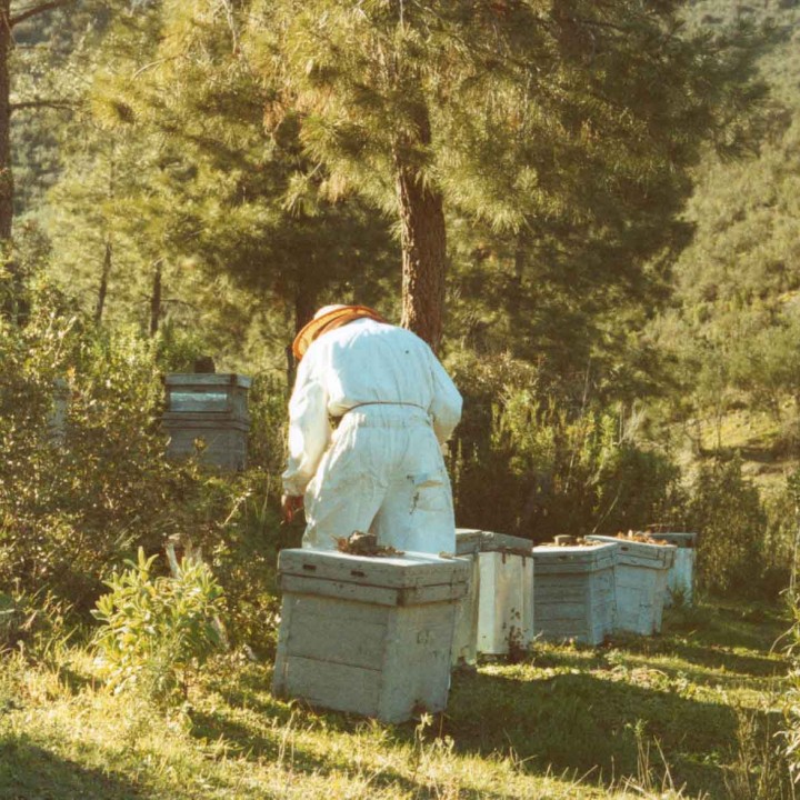 Rafael en las colmenas