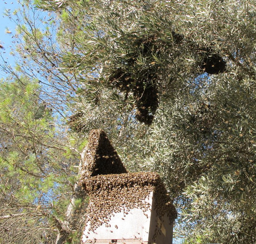 colmena en altura