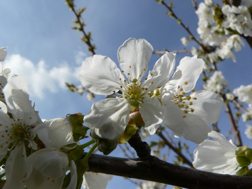 Cerezo en flor