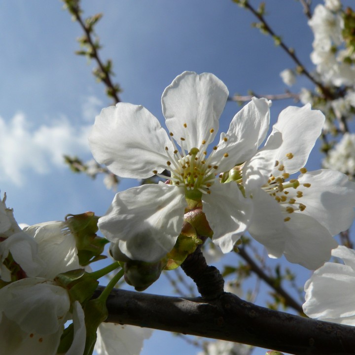 Cerezo en flor